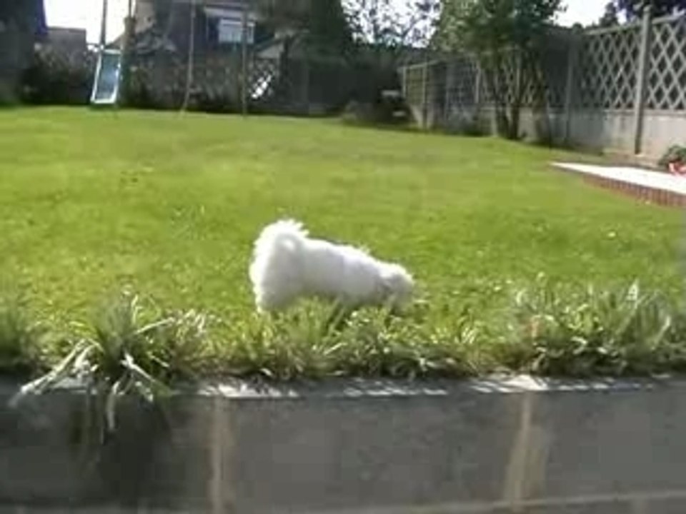 Chipie