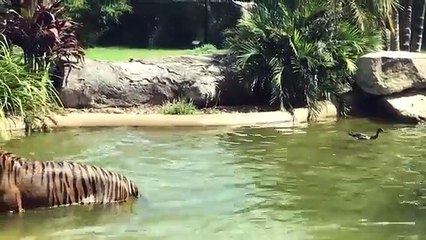 The tiger wants to capture lanatroccolo. What happens shortly after it is totally unexpected