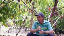 “Triángulo del mal” en Colombia cambia la coca por el cacao