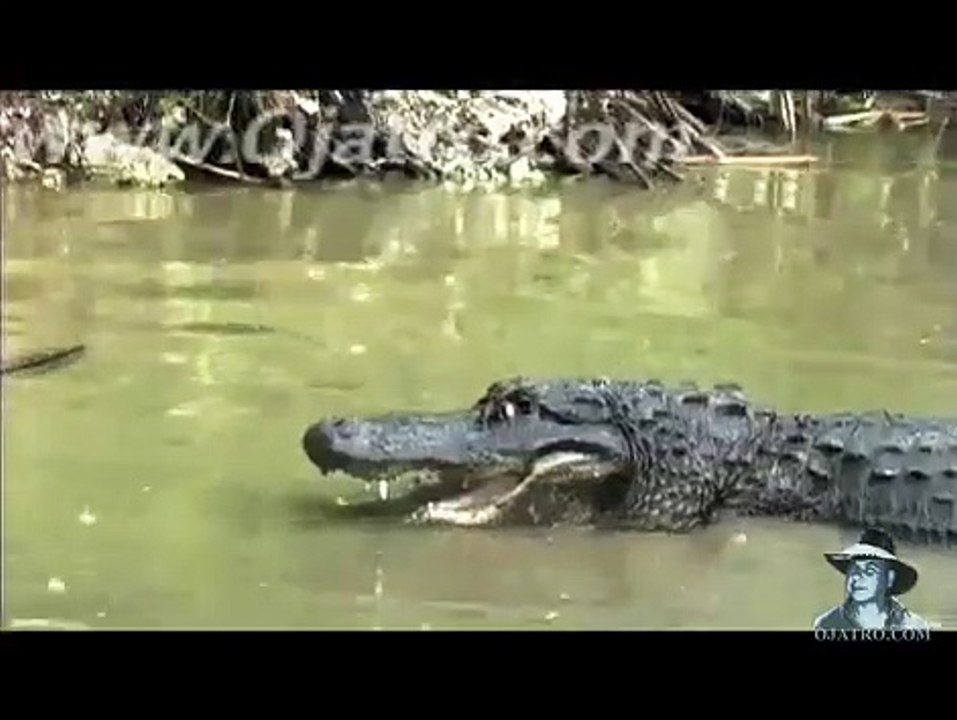 Python vs Alligator  01 -- Real Fight -- Python attacks Alligator