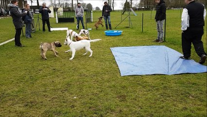 L'école des chiots  de l'ACA