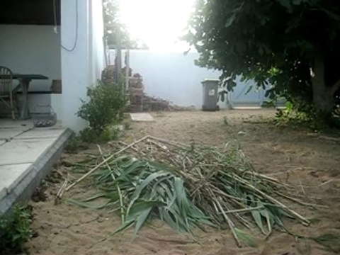 mon chat saut d'obstacle