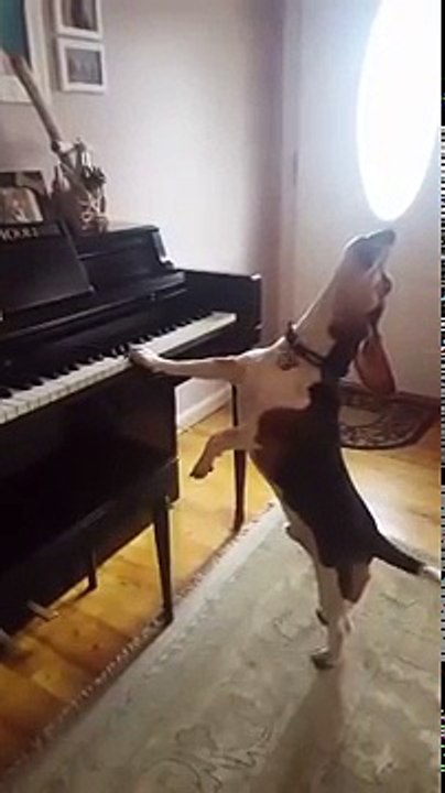 Quand ton chien veut jouer du piano et chanter ! WTF !