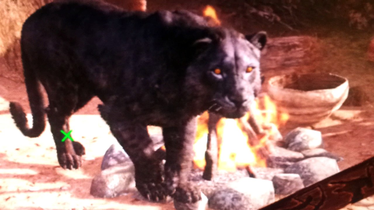 Fancy friends -the elusive black lions of oros i (1080p)