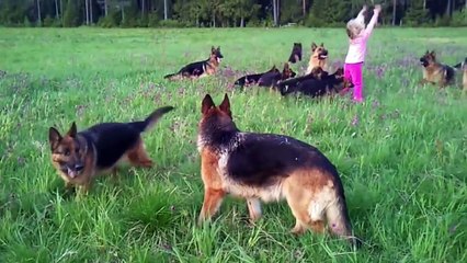 Une petite fille joue une avec 14 bergers allemand !