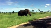 Un éléphant charge des touristes !