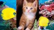 КОТЯТА КОШКИ КОТЫ видео которое заставит улыбнуться (прикольные коты)