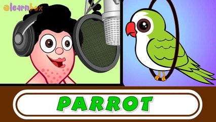 Learn English Birds Names! Birds Names for Childrens