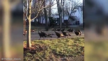 Turkeys perform death dance around a dead cat