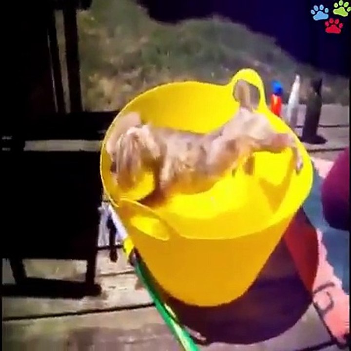Dogs just don't want to bath