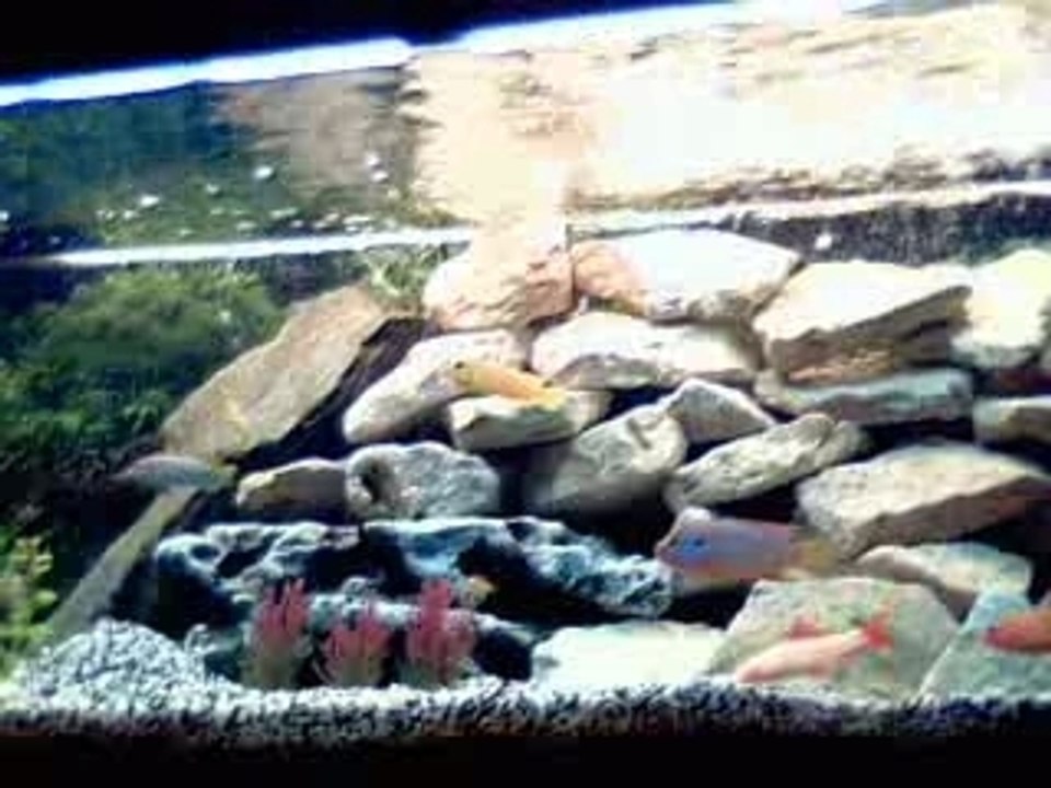 aqurium chiclides
