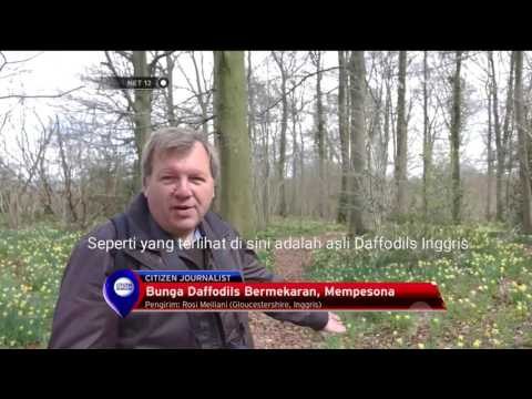 Daffodil Liar Hiasi Musim Semi di Eropa - NET12