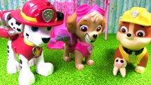 Paw Patrol Skye Loses a Tooth! Dentist Toy Surprises - Stop Motion | Fizzy Toy Show