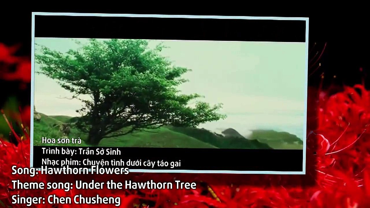 [Vietsub | Engsub] Hoa Sơn Trà | Hawthorn Flowe...