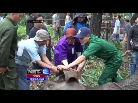 Kematian Gajah Yani, Tarik Minat Pengunjung NET12