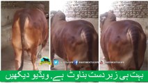 331 || Qurbani Bull for Eiduladha || Bakra eid in Lahore, Pakistan ||