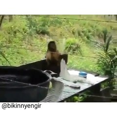 monkey copying cloth wash