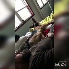 This german shepherd is so easily pissed off