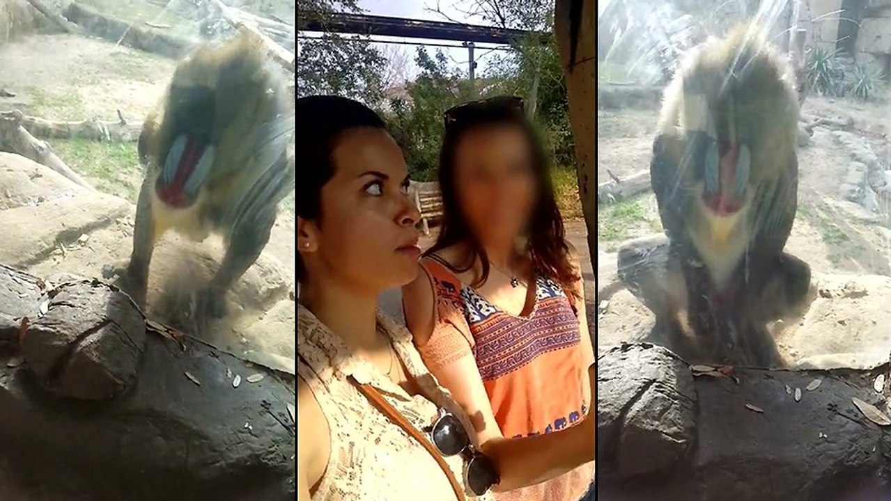 Un mandrill se soulage devant deux filles