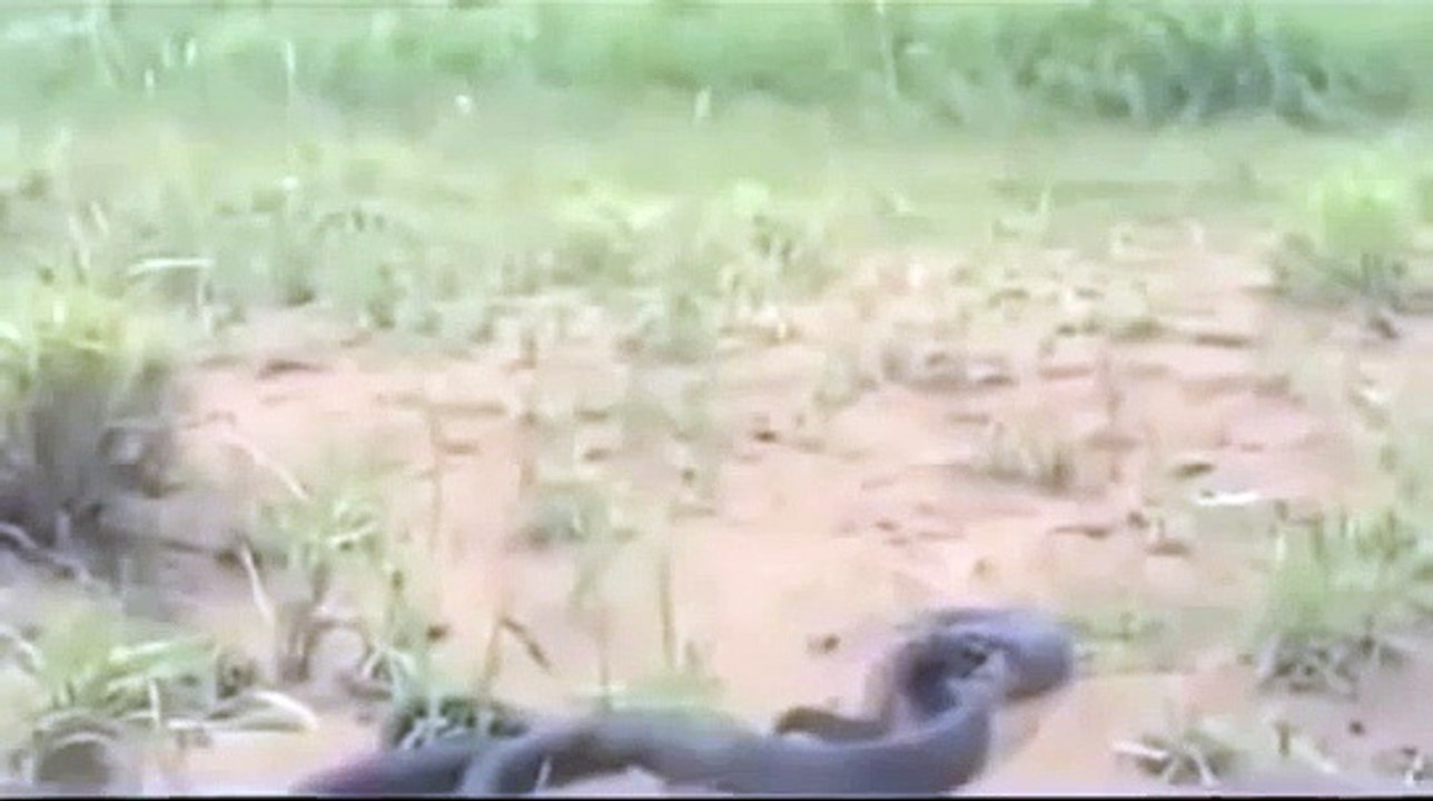 King Cobra Eat Python Snake