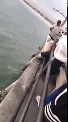 The Great White Shark Caught In Wrong