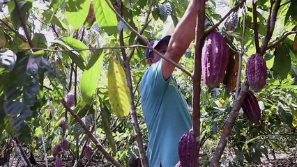 Colombia's 'drug triangle' puts hope in chocolate