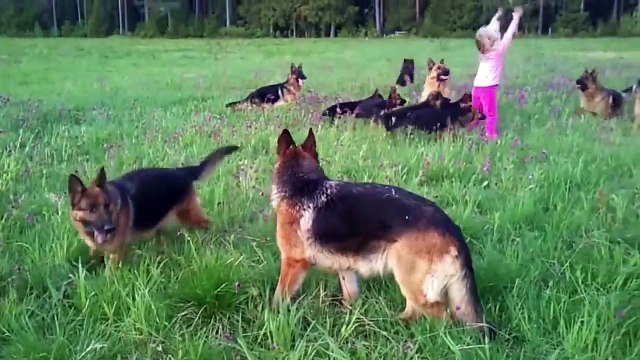 Cette fillette s'amuse avec ses 14 bergers allemand !