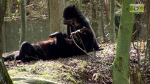 Parc de Thoiry la réserve africaine et le zoo mars 2017