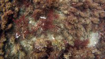 Apneia, navegando, Mergulhando nas profundezas, vida submarina, Ubatuba, Natureza Sub, aos mares com carinho, (24)
