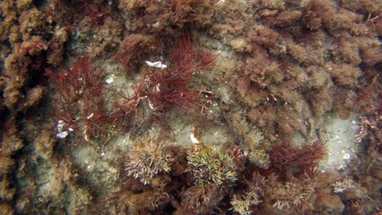 Apneia, navegando, Mergulhando nas profundezas, vida submarina, Ubatuba, Natureza Sub, aos mares com carinho, (24)