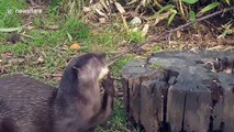 Just an otter trying to hide a stone