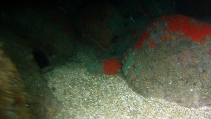 Apneia, navegando, Mergulhando nas profundezas, vida submarina, Ubatuba, Natureza Sub, aos mares com carinho, (23)