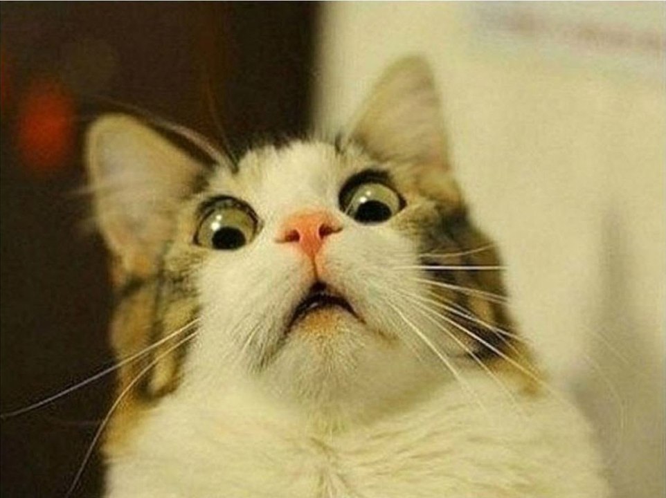 CATS you will remember and LAUGH all day