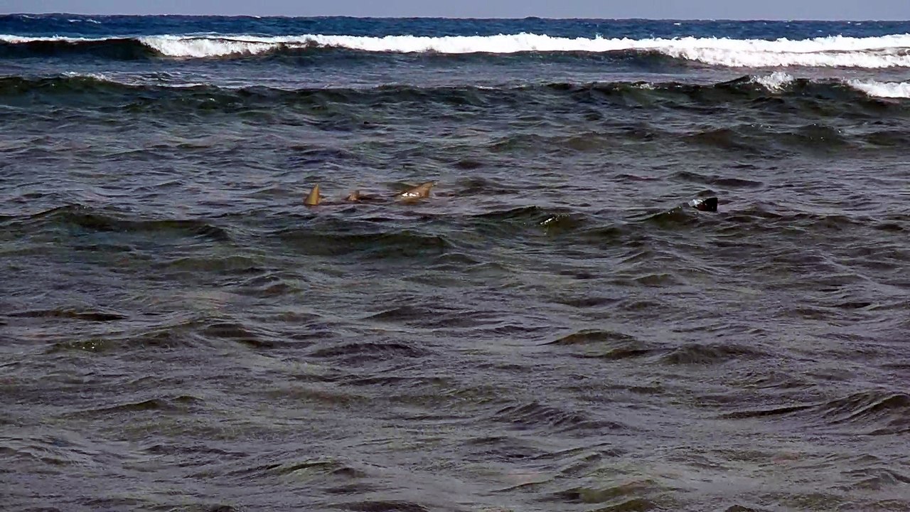 Le gang des requins citron