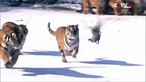 Cette vidéo avec des tigres fait le buzz ! En réalité, elle cache une histoire sordide !