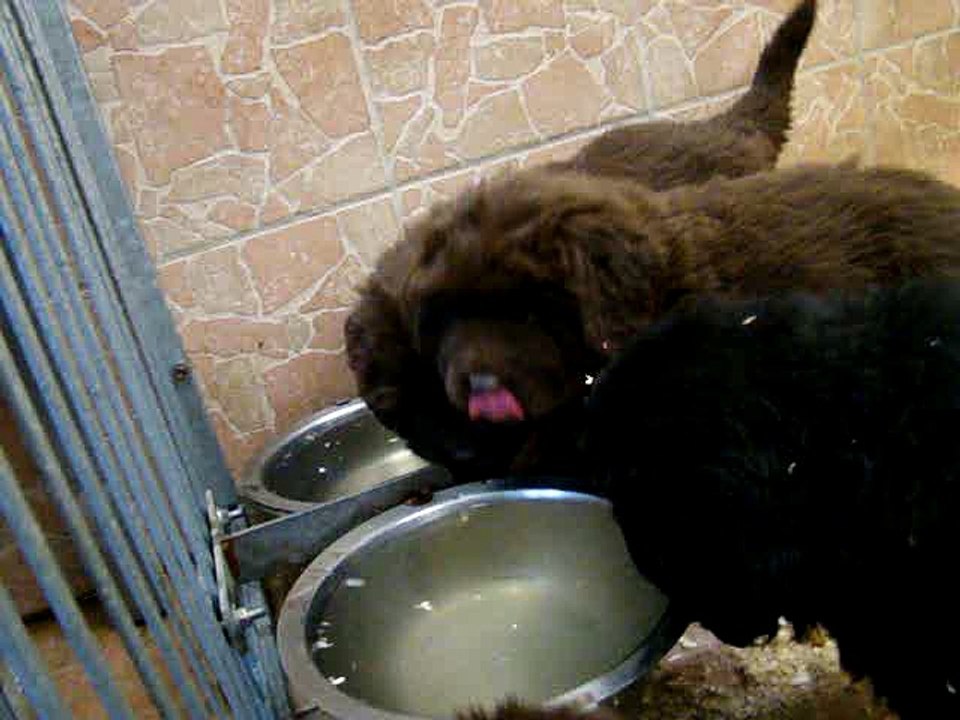 chiots Lylou et Fidji de l"élevage de VALOYAN