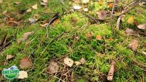 Bushcraft Shelters - Tree Root Shelter with no tools   TA Outdoors