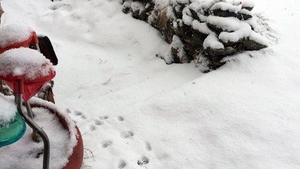 neige du 28 Février 2017
