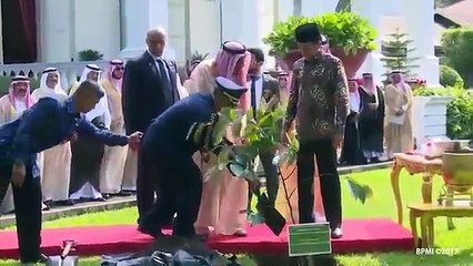 RAJA SALMAN SEDIKIT KAGET MELIHAT  REAKSI CEPAT PRESIDEN JOKOWI GESER POHON SENDIRI. KENDORchanel.