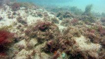 Mergulhando nas profundezas, águas interiores, rios e mares, cavernas submarinas, Ubatuba, Natureza Sub, (14)