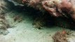 Mergulhando nas profundezas, águas interiores, rios e mares, cavernas submarinas, Ubatuba, Natureza Sub, (17)