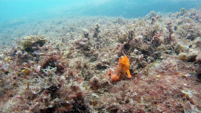 Mergulhando nas profundezas, águas interiores, rios e mares, cavernas submarinas, Ubatuba, Natureza Sub, (28)