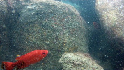 Mergulhando nas profundezas, águas interiores, rios e mares, cavernas submarinas, Ubatuba, Natureza Sub, (12)