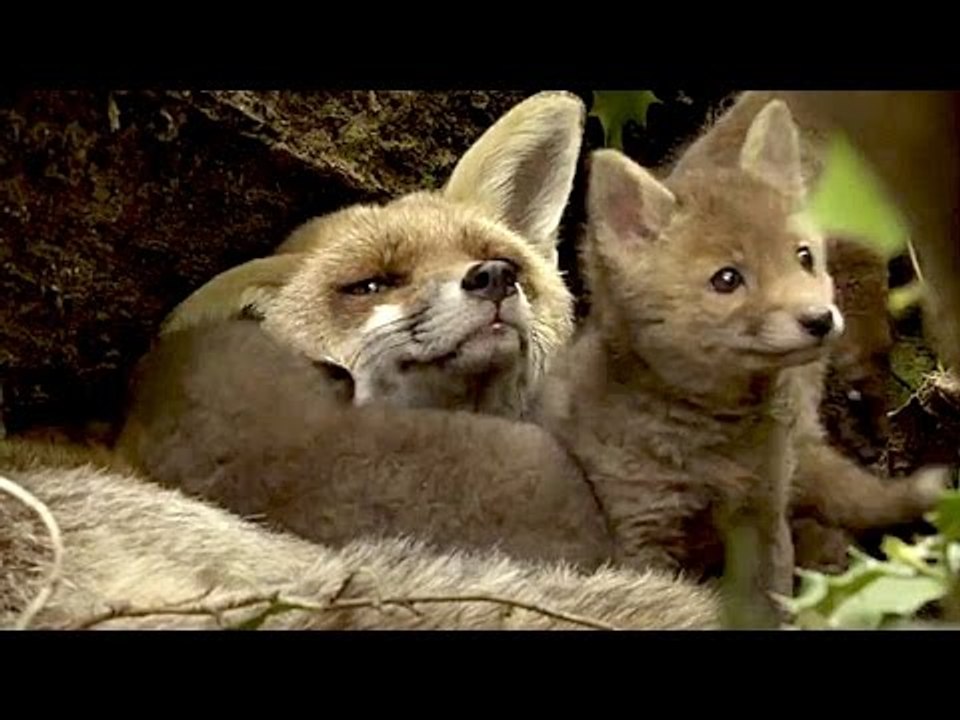LES SAISONS (Documentaire - 2016)