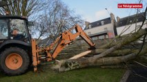 Lannion. Un arbre tombe sur le parking des Ursulines