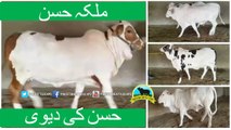 332 || Qurbani cow for eiduladha || Bakra Eid in Karachi, Pakistan ||