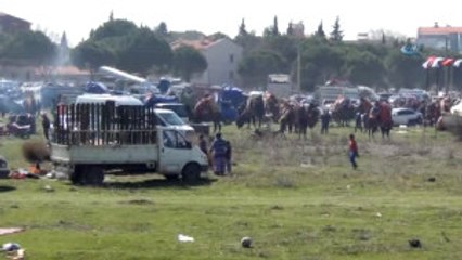 Ayvalık'ta Deve Güreşleri Bahar Havasında Gerçekleşti