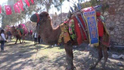 Deve Güreşleri Festivali