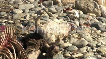 Lumi pa urë është shndërruar në makth për banorët e Kotradiqit të Pejës