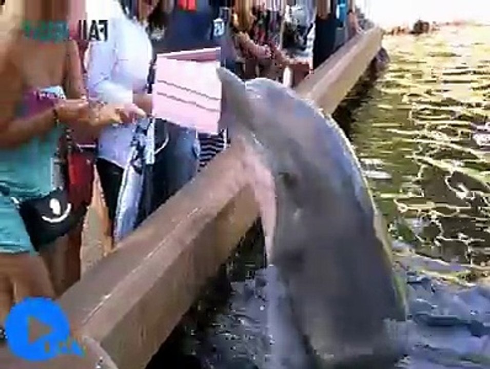 funny videos for whatsapp